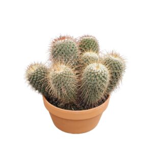 Mammillaria backebergiana subsp. er Mammillaria magnifica 20 cm
(3 Plants/Order)(20cmP 22cmH)