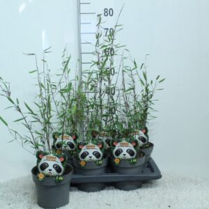 Fargesia Black Pearl Fargesia nitida 'Black Pearl' P17
(1 Plants/Order)(17cmP 70cmH)