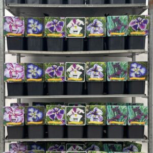 Iris ensata mix CC C5
(1 Plants/Order)(21cmP 35cmH)