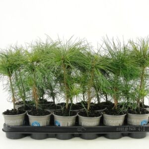 Pinus strobus Pinus strobus
(24 Plants/Order)(9cmP 15cmH)