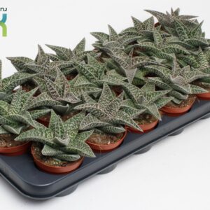Aloe Gasteria Aveo
(18 Plants/Order)(8.5cmP 15cmH)
