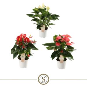 Anthurium mixed 3 c Top mix 12cm
(10 Plants/Order)(12cmP 40cmH)