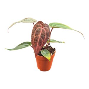 Anthurium Leaf DocBlock Anthurium Michelle® '11' X Dark & Handsome® '9'
(5 Plants/Order)(9cmP 20cmH)