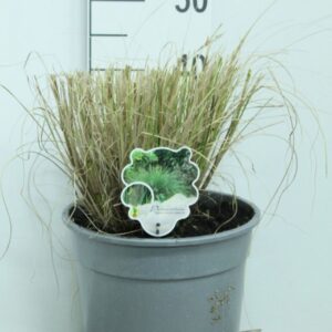 Pennisetum alopecuroides Hameln Pennisetum alop. 'Hameln' P29 silver Pot
(1 Plants/Order)(29cmP 40cmH)