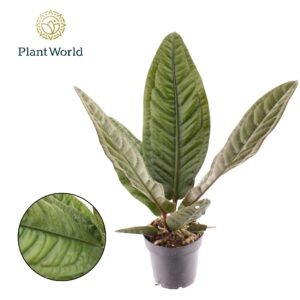 Anthurium Leaf Anthurium Superbum
(5 Plants/Order)(12cmP 40cmH)