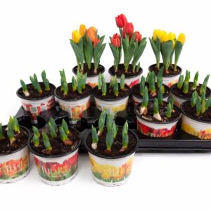 Tulipa Baby geme Tulp Baby mixed 12cm
(10 Plants/Order)(12cmP 16cmH)