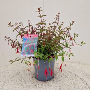 Fuchsia magellanica Riccartonii Fuchsia magellanica 'Riccartonii'
(1 Plants/Order)(17cmP 35cmH)