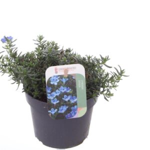 Lithodora diffusa Lithodora diffusa Grace Ward
(10 Plants/Order)(13cmP 15cmH)