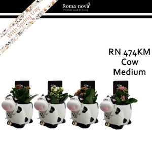 Kalanchoe 474KM - Cow Medium (Kalanchoe mix)
(5 Plants/Order)(16cmP 18cmH)