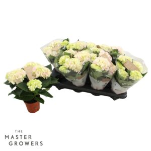 Hydrangea Hi Diamond Hydrangea macr. 10cm Hi Diamond 3+ Flower
(8 Plants/Order)(10cmP 25cmH)