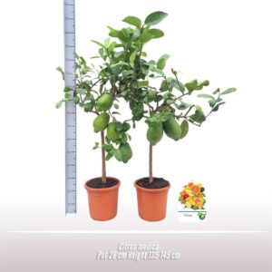 Citrus medica Citrus medica
(1 Plants/Order)(26cmP 135cmH)