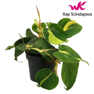 Philodendron scandens Philondendron Brasil Scandens
(10 Plants/Order)(12cmP 20cmH)
