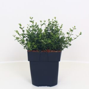 Euonymus fortunei Minimus Euonymus fortunei 'Minimus' P17
(6 Plants/Order)(17cmP 20cmH)