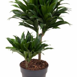 Dracaena Compacta Dracaena Compacta 30-10
(1 Plants/Order)(19cmP 60cmH)