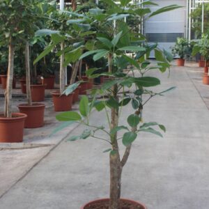 Schefflera Amate Schefflera actinophylla 'Amate’
(1 Plants/Order)(45cmP 200cmH)