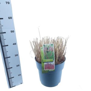 Miscanthus Red Chief Miscanthus sin. 'Red Chief'
(1 Plants/Order)(29cmP 40cmH)