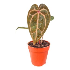 Anthurium Leaf DocBlock Anthurium Zara® '29' X Zara® '29'
(5 Plants/Order)(9cmP 20cmH)
