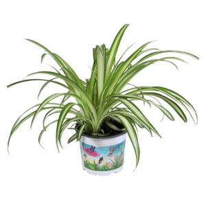 Chlorophytum Variegatum Chlorophytum comosum Variegatum bedrukte Pot
(10 Plants/Order)(12cmP 25cmH)