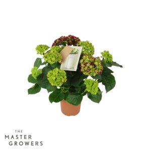 Hydrangea Hi Fire Hydrangea Hi Fire lilac 7/8 flowers
(6 Plants/Order)(14cmP 40cmH)