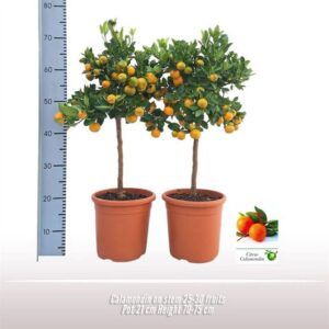 Citrofortunella x microcar Calamondin op stam
(1 Plants/Order)(21cmP 70cmH)