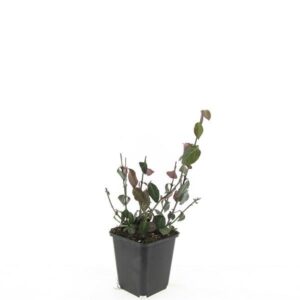 Euonymus fortunei Coloratus Euonymus fort. 'Coloratus'
(12 Plants/Order)(9cmP 15cmH)