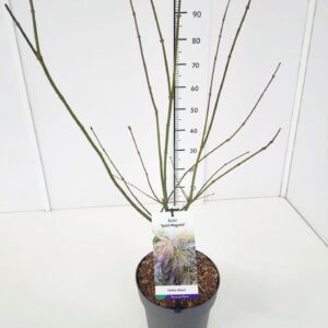 Acer palmatum Acer palm. 'Sumi-nagashi' 60-80C7
(1 Plants/Order)(25cmP 80cmH)