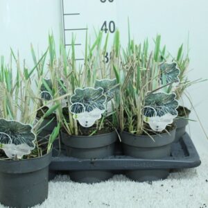 Siergrassen Leymus arenarius Leymus arnenarius 'Blue Dune' P17
(1 Plants/Order)(17cmP 40cmH)