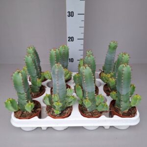 Euphorbia resinifera Euphorbia resinifera 8,5
(12 Plants/Order)(9cmP 20cmH)