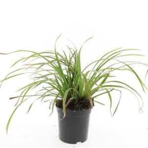 Carex morrowii Ice Dance Carex morrowii 'Ice Dance'
(8 Plants/Order)(14cmP 10cmH)