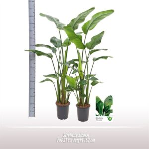 Strelitzia nicolai Strelitzia nicolai
(1 Plants/Order)(21cmP 150cmH)