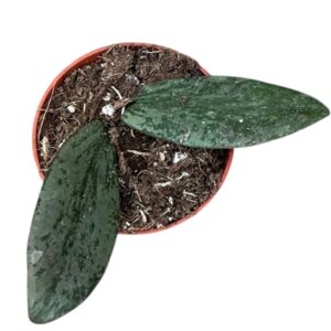 Hoya Hoya Sigillatis Silver
(20 Plants/Order)(6cmP 8cmH)