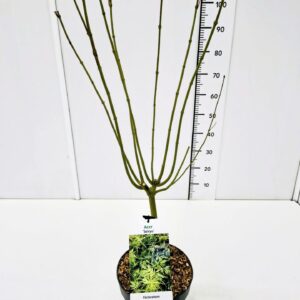 Acer palmatum Acer palm. 'Seiryu' 80-100C7
(1 Plants/Order)(25cmP 100cmH)