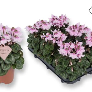 Cyclamen Cyclamen Exclusive® Petticoat Lightpink
(8 Plants/Order)(10.5cmP 20cmH)