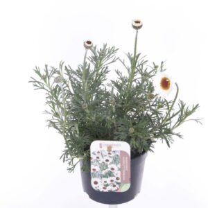 Rhodanthemum 'Casablanca' Rhodanthemum Casablanca
(8 Plants/Order)(13cmP 30cmH)