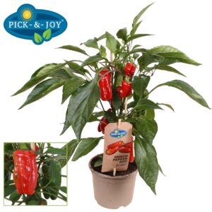pepper PICK-&-JOY® Snack Pepper Red
(4 Plants/Order)(14cmP 40cmH)