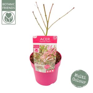 Acer palmatum Acer palm. 'Extravaganza'
(1 Plants/Order)(19cmP 55cmH)