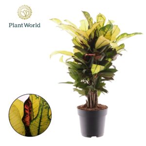 Codiaeum Wilma Croton Wilma busch
(1 Plants/Order)(17cmP 55cmH)