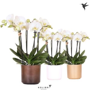 Phalaenopsis white more Ripsen Kolibri Orchids Phalaenopsis Jewel Ghent 4 spike in Simplicity Pot gold mix
(6 Plants/Order)(12cmP 40cmH)