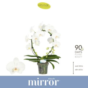 Phalaenopsis white more Ripsen Mirror Miracle Aurora 2 spike
(5 Plants/Order)(12cmP 50cmH)