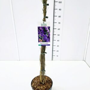 Buddleja Buddleja alternifolia Buddleja alternifolia 80-100C5
(1 Plants/Order)(23cmP 100cmH)