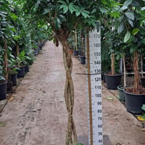 Schefflera Compacta Schefflera Compacta gevlochten stam 240
(1 Plants/Order)(45cmP 240cmH)