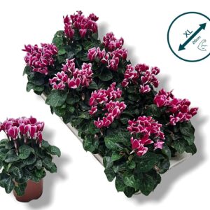 Cyclamen Tianis Fantasia purple
(8 Plants/Order)(10.5cmP 20cmH)