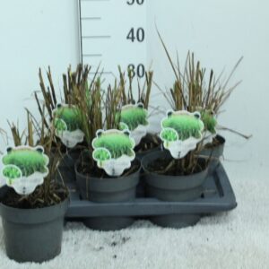 Miscanthus sinensis Miscanthus sin. 'Pünktchen' P17
(6 Plants/Order)(17cmP 30cmH)