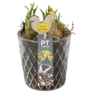 Narcissus Tete a Tete PTNP4513 Arrangement Narcissus Easter in glazen vaas
(6 Plants/Order)(12cmP 19cmH)