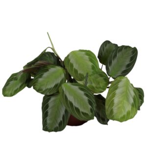 Maranta Exclusive Grey Maranta leuconeura 'Fascinator' Silver band
(8 Plants/Order)(12cmP 30cmH)