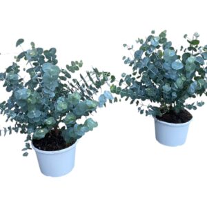 Eucalyptus gunnii Eucalyptus cinerea silver dollar
(1 Plants/Order)(17cmP 45cmH)
