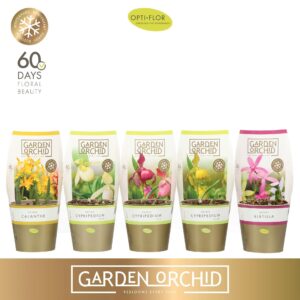 Orchideeën Garden Orchid 3-5+ mix
(10 Plants/Order)(12cmP 35cmH)