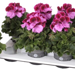 Pelargonium Pelargonium Grandifloru Pelg. Don Romiro 12cm
(8 Plants/Order)(12cmP 28cmH)