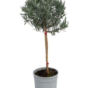 Lavandula angustifolia Lavandula angustifolia "op stam"
(1 Plants/Order)(18cmP 70cmH)