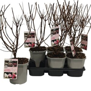 Living Pink & pink Hydrangea Pink&Rose P14
(6 Plants/Order)(14cmP 52cmH)